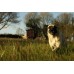 Bwncath  - Dog friendly 